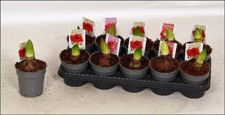 Горшечные цветы и растения оптом Hipp Gem 3 Srt 1 Branche от 10шт из Голландии с доставкой по России