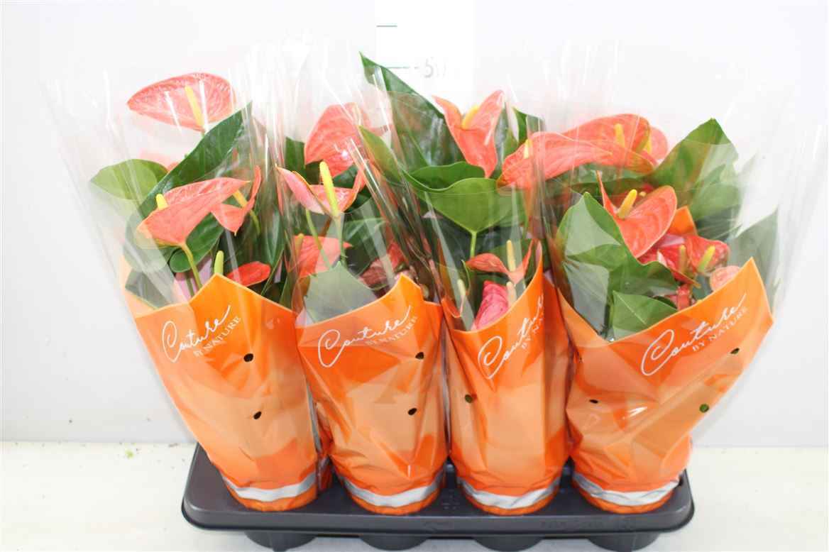 Горшечные цветы и растения оптом Anth An Prince Of Orange от 8шт из Голландии с доставкой по России