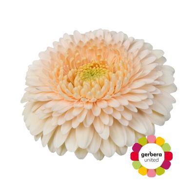 Срезанные цветы оптом Germini diamond terra maga от 20шт. из Голландии с доставкой по России