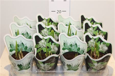 Горшечные цветы и растения оптом Convallaria Majalis * Spring Deal * от 12шт (для телеги) из Голландии с доставкой по России