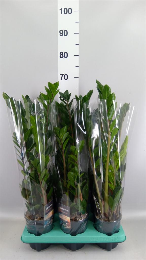 Горшечные цветы и растения оптом Zamioculcas Zamiifolia lima от 6шт из Голландии с доставкой по России