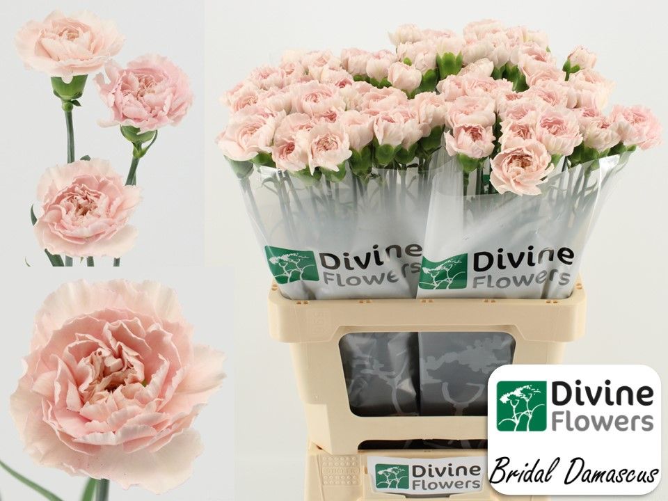 Срезанные цветы оптом Dianthus st bridal damascu от 80шт из Голландии с доставкой по России