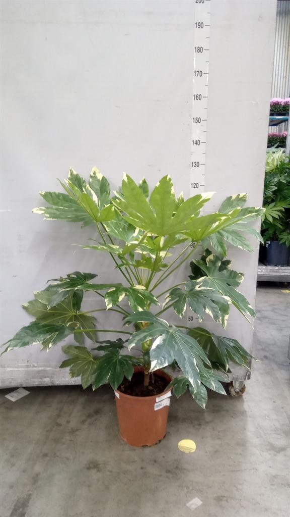 Горшечные цветы и растения оптом Fatsia Japonica variegata от 1шт из Голландии с доставкой по России