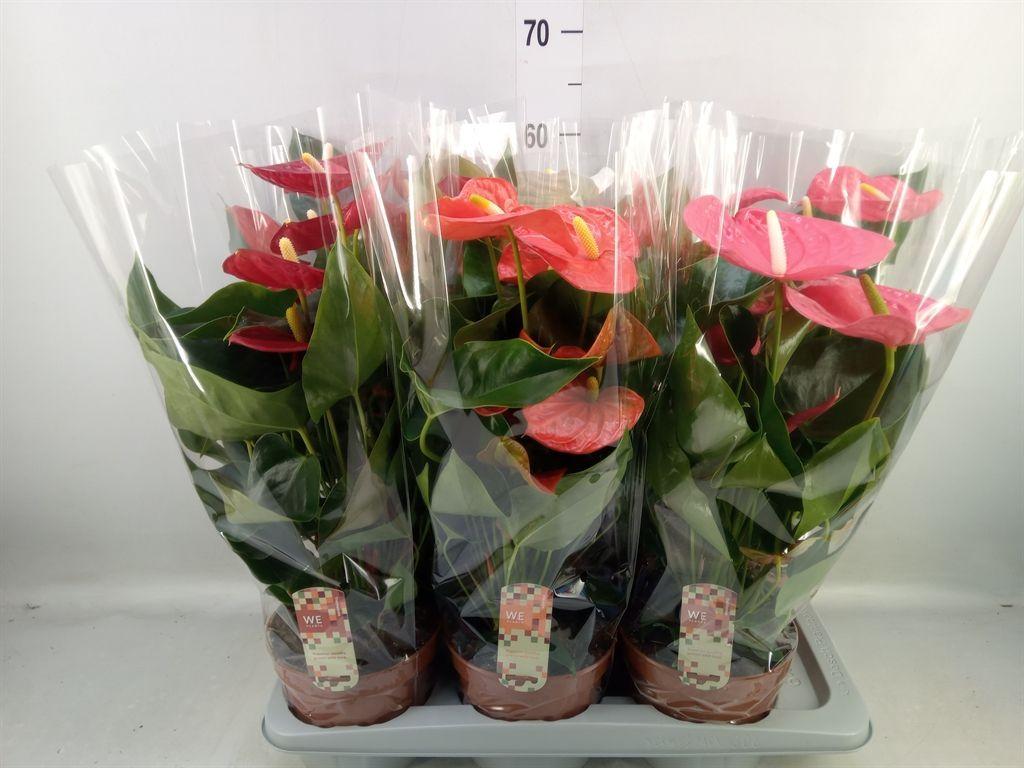 Горшечные цветы и растения оптом Anthurium   ...mix 4 от 6шт из Голландии с доставкой по России