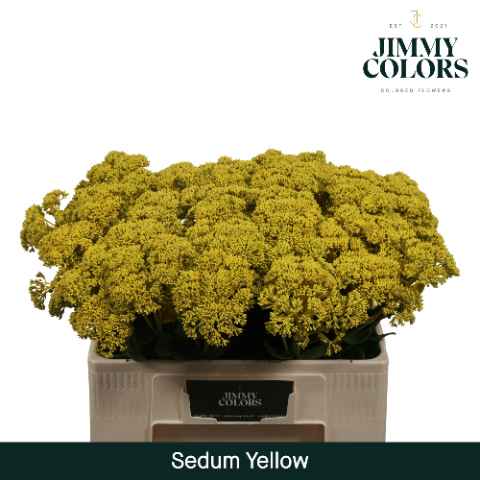 Срезанные цветы оптом Sedum paint yellow от 25шт из Голландии с доставкой по России