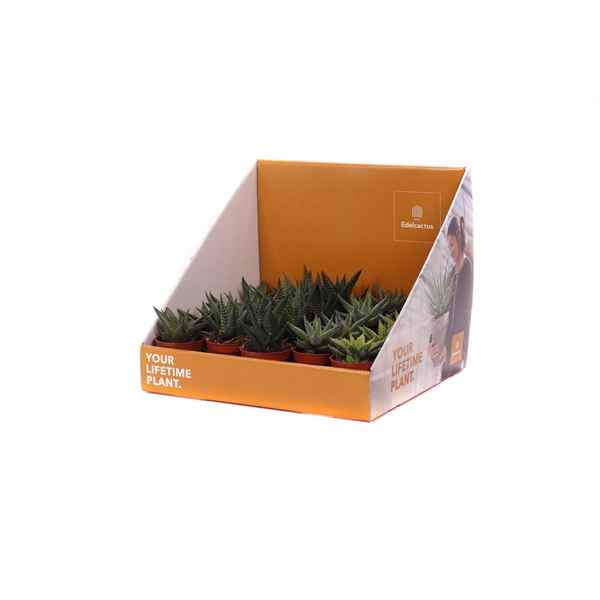 Горшечные цветы и растения оптом Haworthia Mix In Showbox Your Lifetime Pla от 20шт из Голландии с доставкой по России