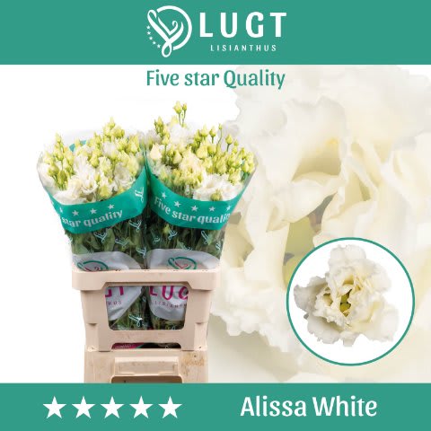 Срезанные цветы оптом Lisianthus do alissa white от 20шт из Голландии с доставкой по России