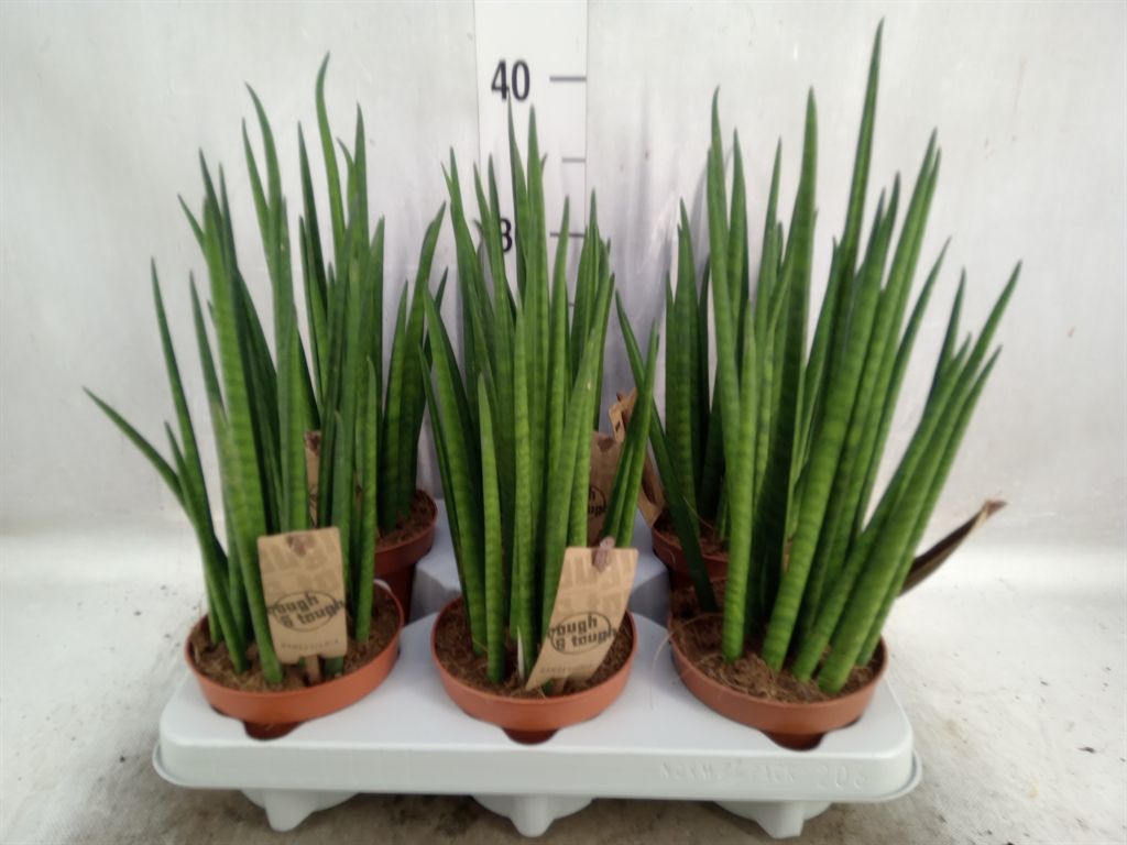 Горшечные цветы и растения оптом Sansevieria Bacularis от 6шт из Голландии с доставкой по России