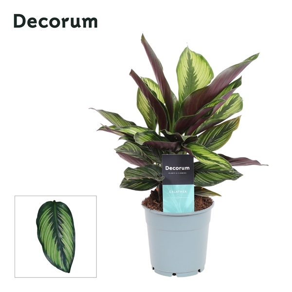 Горшечные цветы и растения оптом Calathea Princeps (decorum) от 6шт из Голландии с доставкой по России