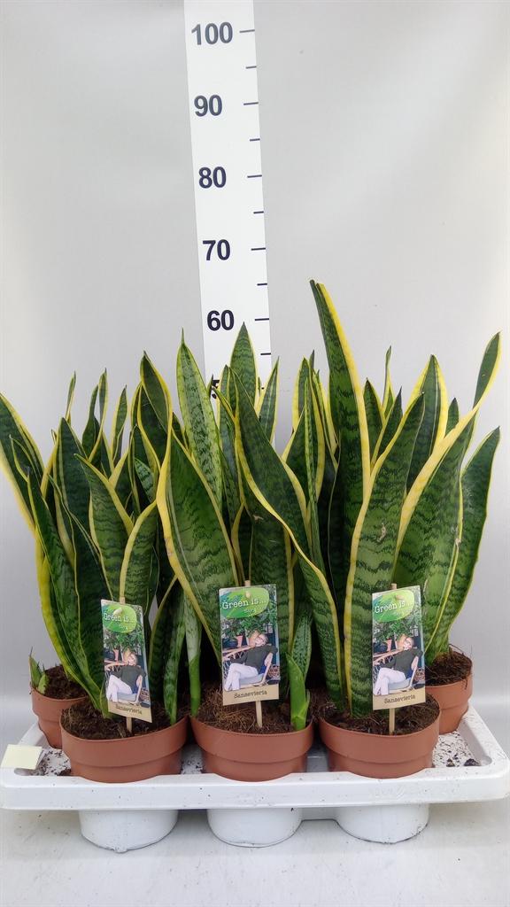 Горшечные цветы и растения оптом Sansevieria Trifa. laurentii от 7шт из Голландии с доставкой по России