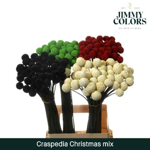 Срезанные цветы оптом Craspedia paint mix christmas от 200шт из Голландии с доставкой по России
