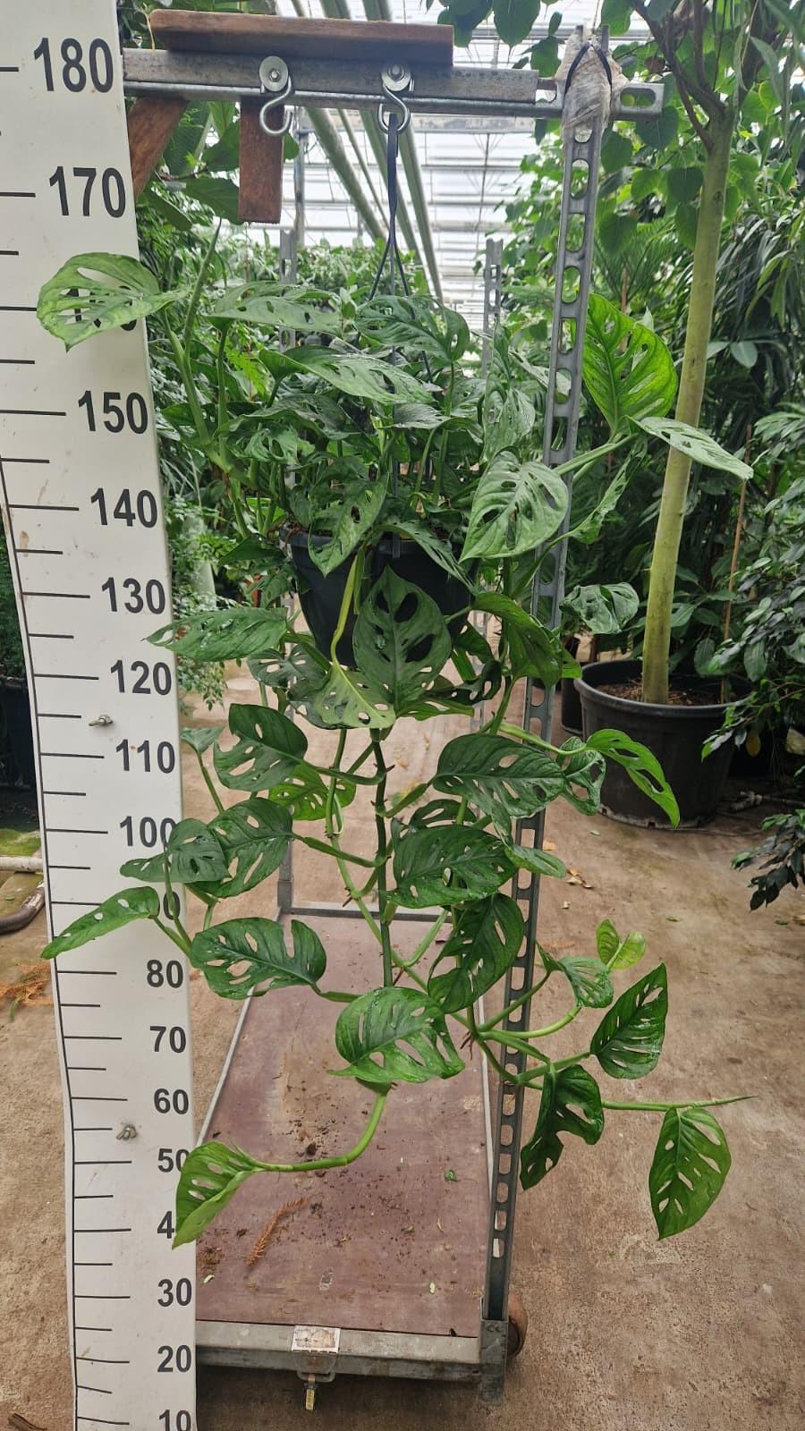 Горшечные цветы и растения оптом Monstera Adansonii Monkey Mask Hangplant T-100cm от 2шт из Голландии с доставкой по России