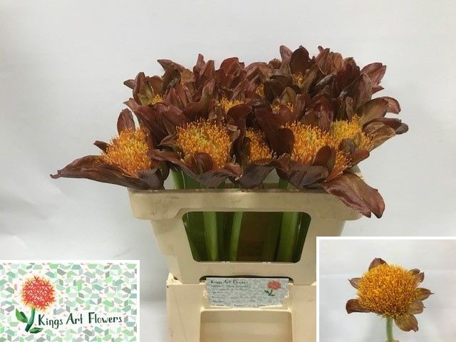 Срезанные цветы оптом Scadoxus orange wonder от 20шт из Голландии с доставкой по России