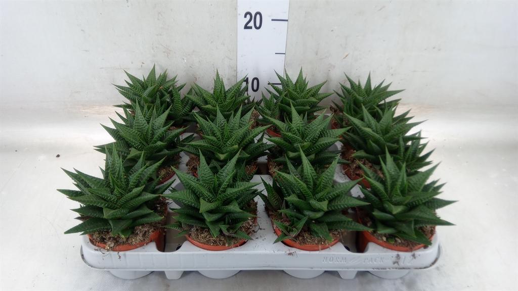 Горшечные цветы и растения оптом Haworthia Limifolia от 12шт (для телеги) из Голландии с доставкой по России