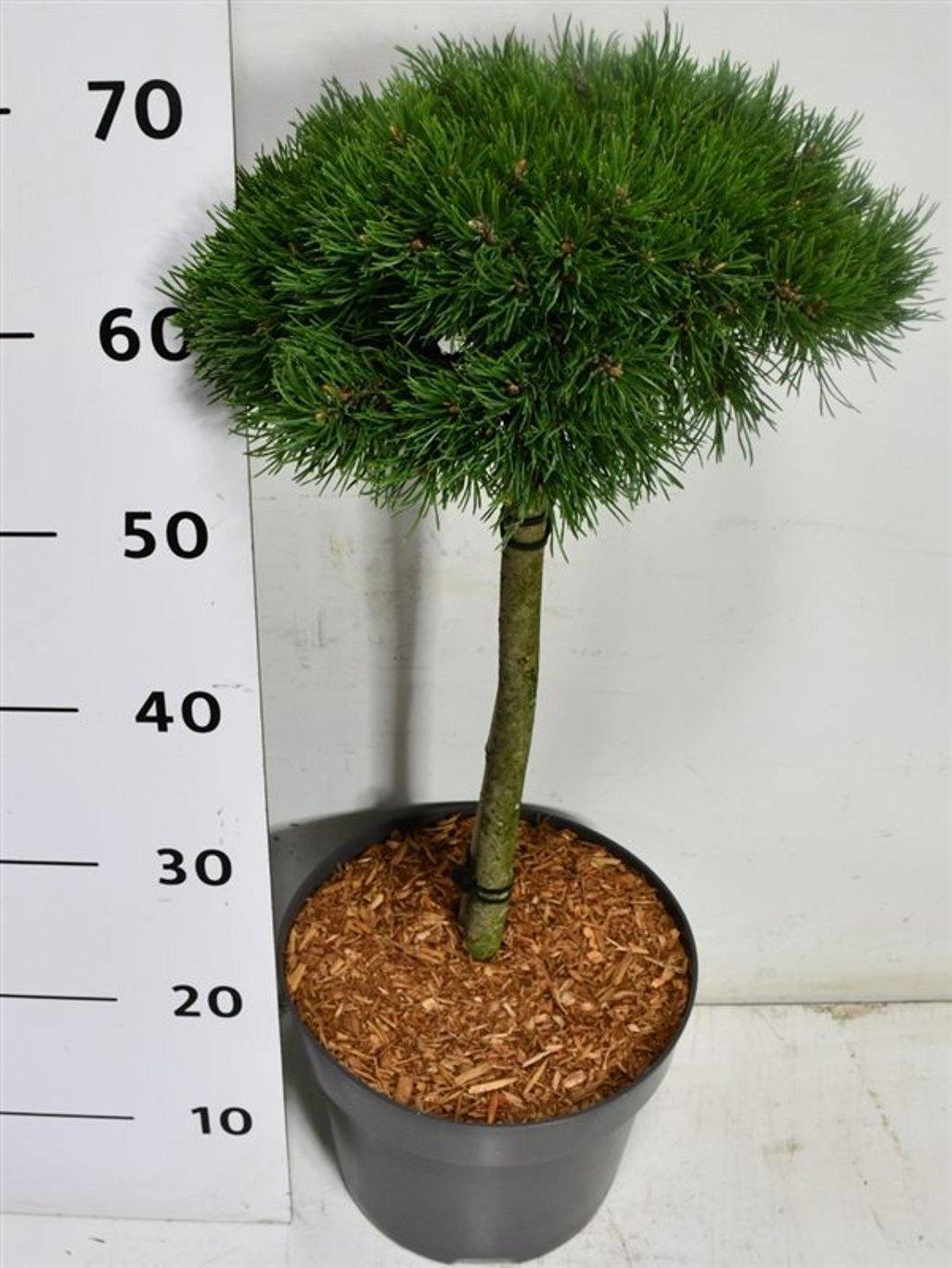 Горшечные цветы и растения оптом Pinus Mugo sherwood Compact от 1шт из Голландии с доставкой по России