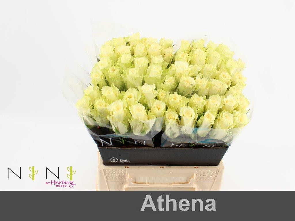 Срезанные цветы оптом Rosa large athena от 60шт из Голландии с доставкой по России