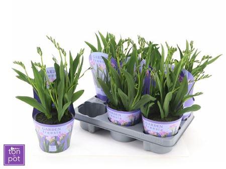 Горшечные цветы и растения оптом Freesia Ov от 6шт из Голландии с доставкой по России