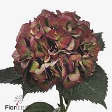 Срезанные цветы оптом Hydrangea mag sweet ruby от 10шт из Голландии с доставкой по России