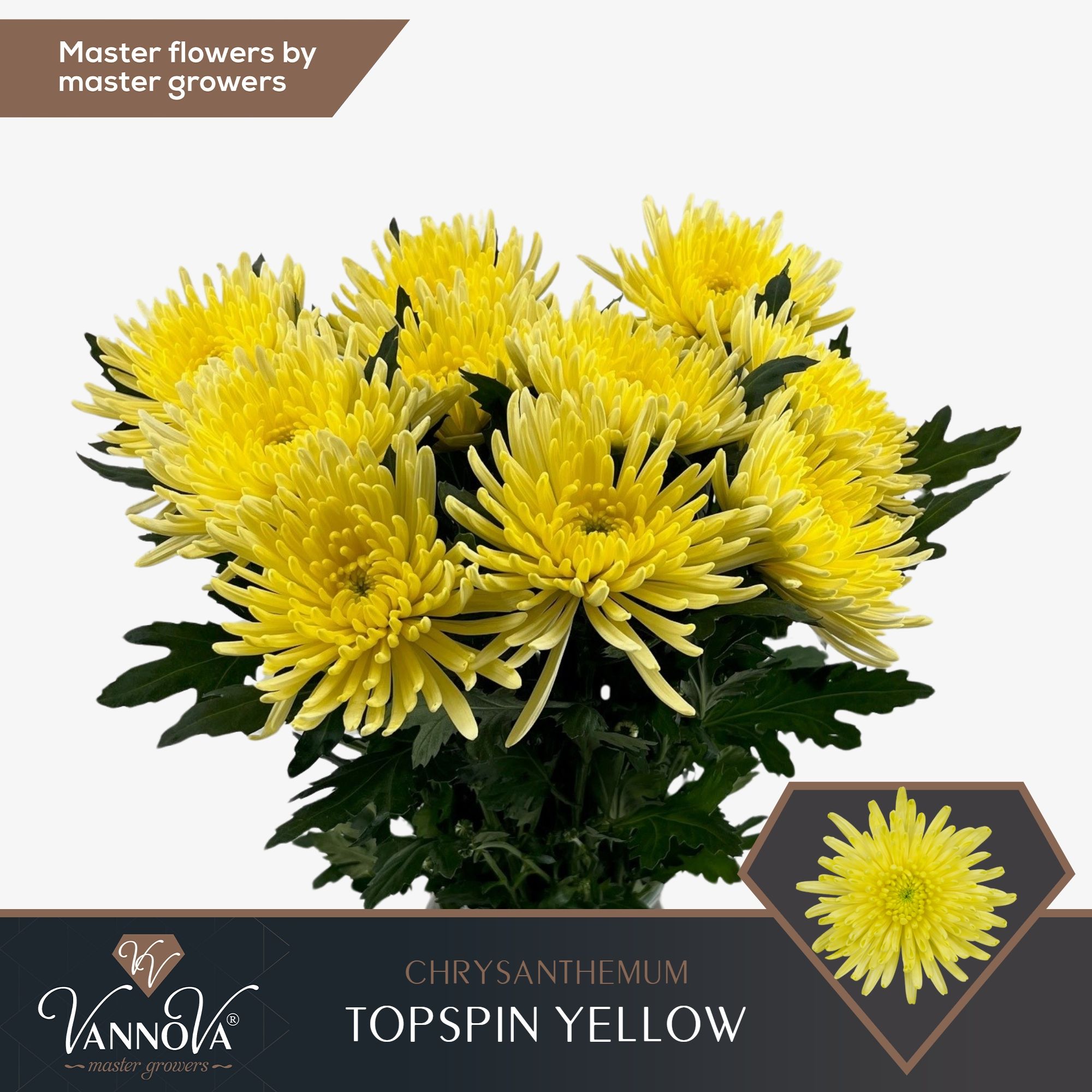 Срезанные цветы оптом Chrys bl topspin yellow от 120шт. из Голландии с доставкой по России