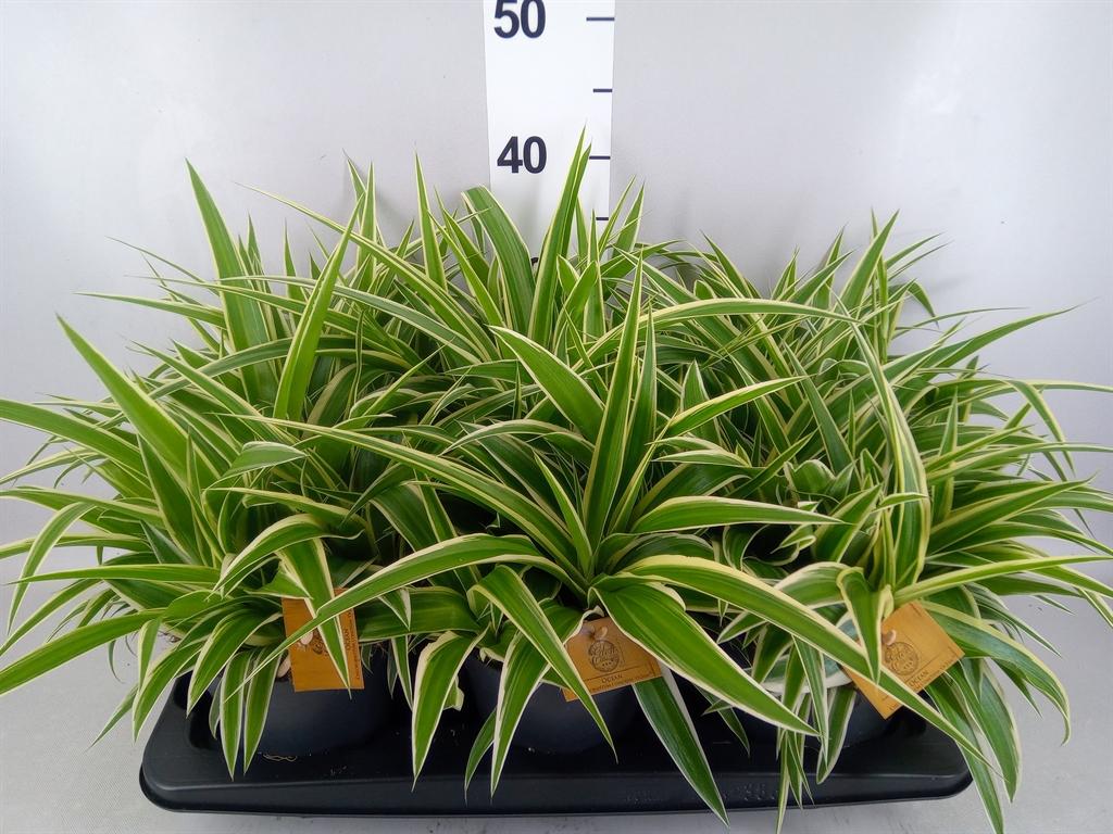 Горшечные цветы и растения оптом Chlorophytum Com. ocean от 6шт из Голландии с доставкой по России