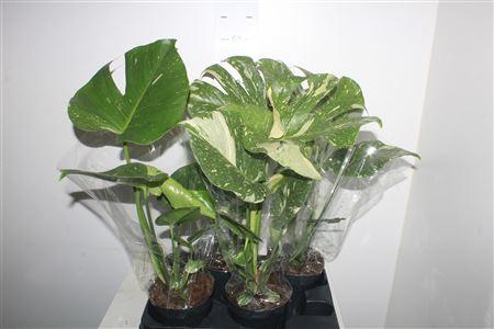 Горшечные цветы и растения оптом Monstera Del Thai Co Bontbladig от 4шт из Голландии с доставкой по России