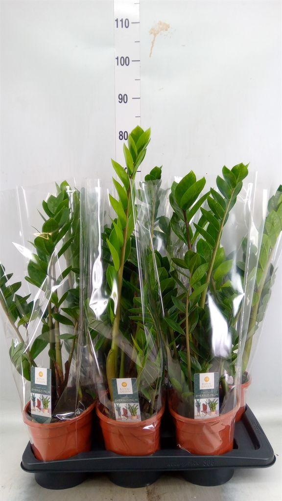 Горшечные цветы и растения оптом Zamioculcas Zamiifolia от 6шт' из Голландии с доставкой по России
