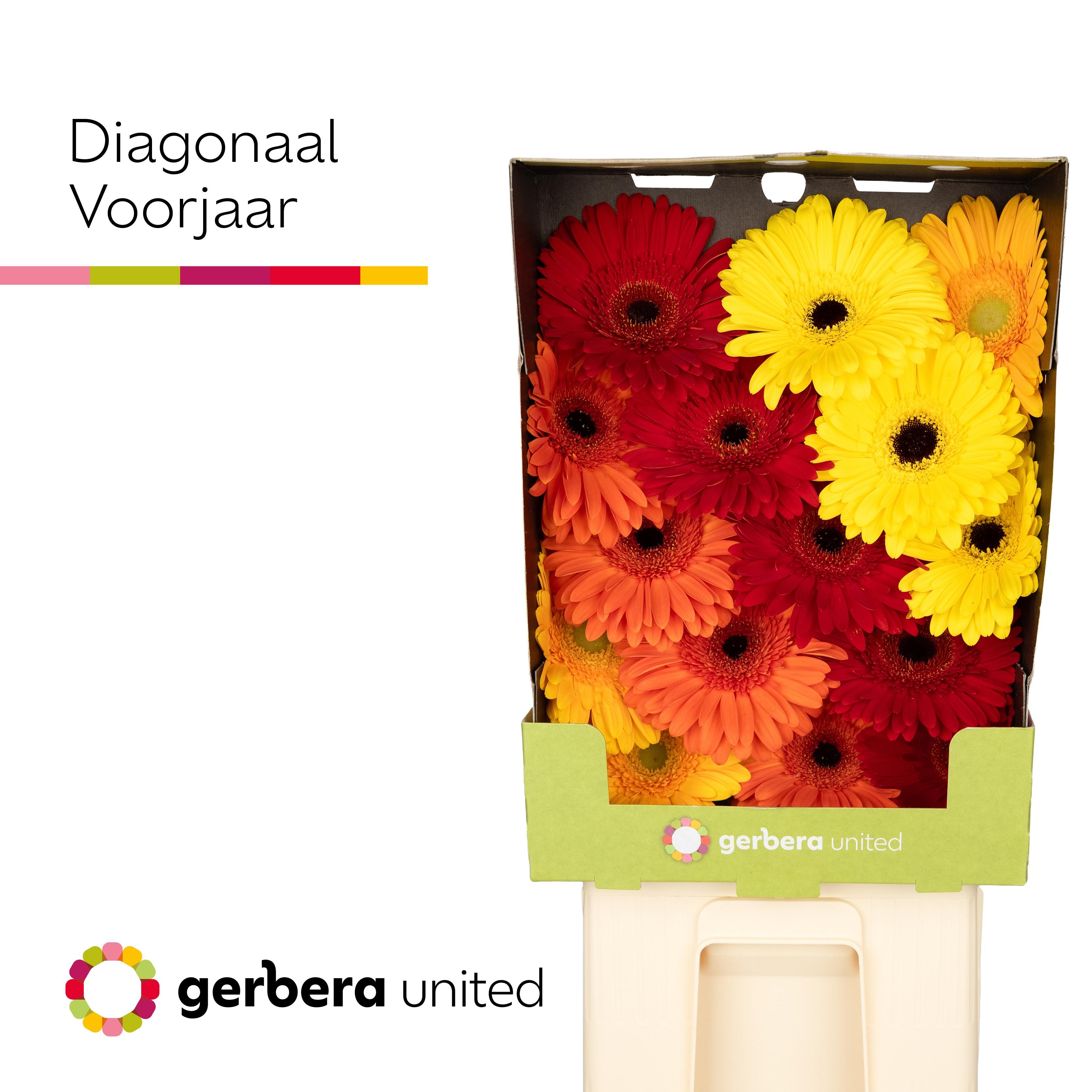 Срезанные цветы оптом Gerbera diamond mix spring от 30шт из Голландии с доставкой по России