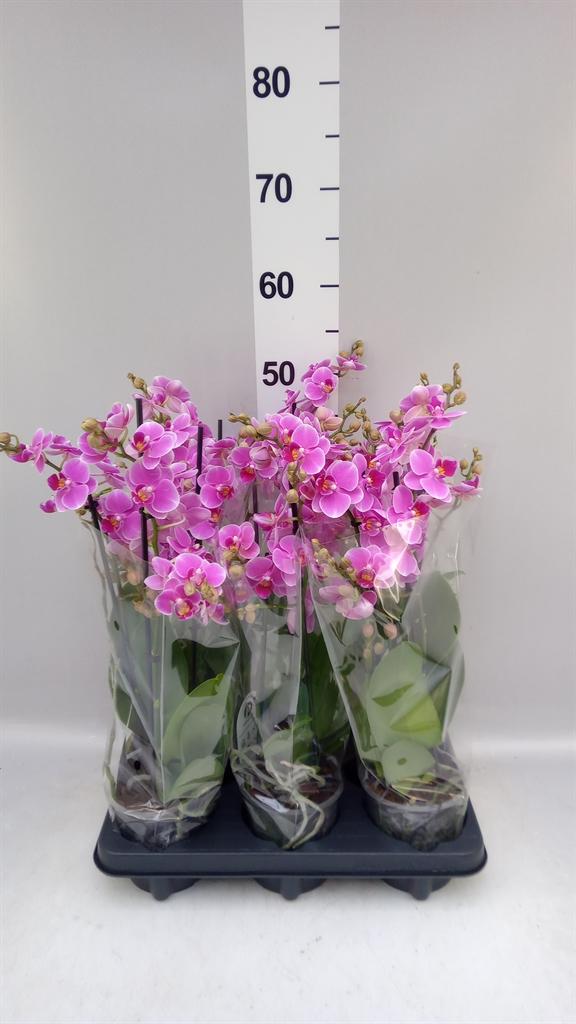 Горшечные цветы и растения оптом Phalaenopsis Multi. fc Friday Fli от 6шт из Голландии с доставкой по России