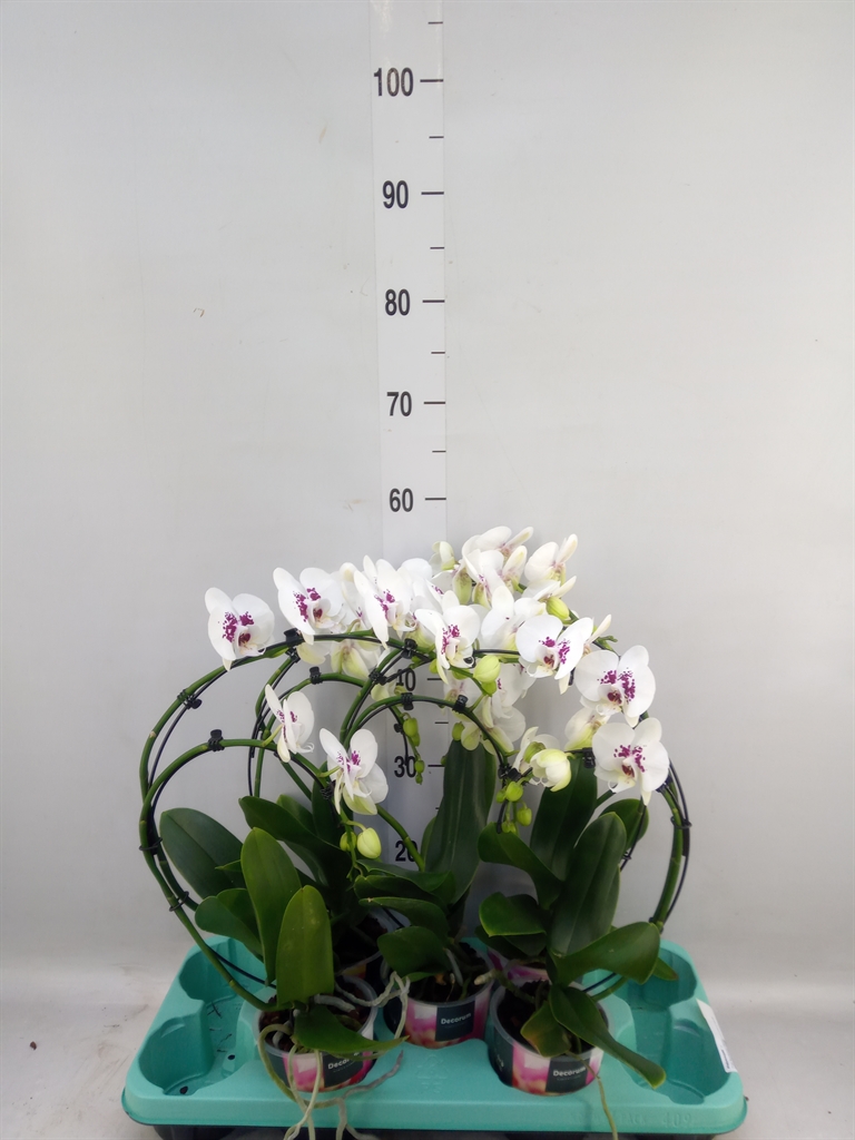 Горшечные цветы и растения оптом Phalaenopsis   ... от 5шт из Голландии с доставкой по России