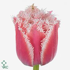 Срезанные цветы оптом Tulipa fr queensland от 50шт из Голландии с доставкой по России