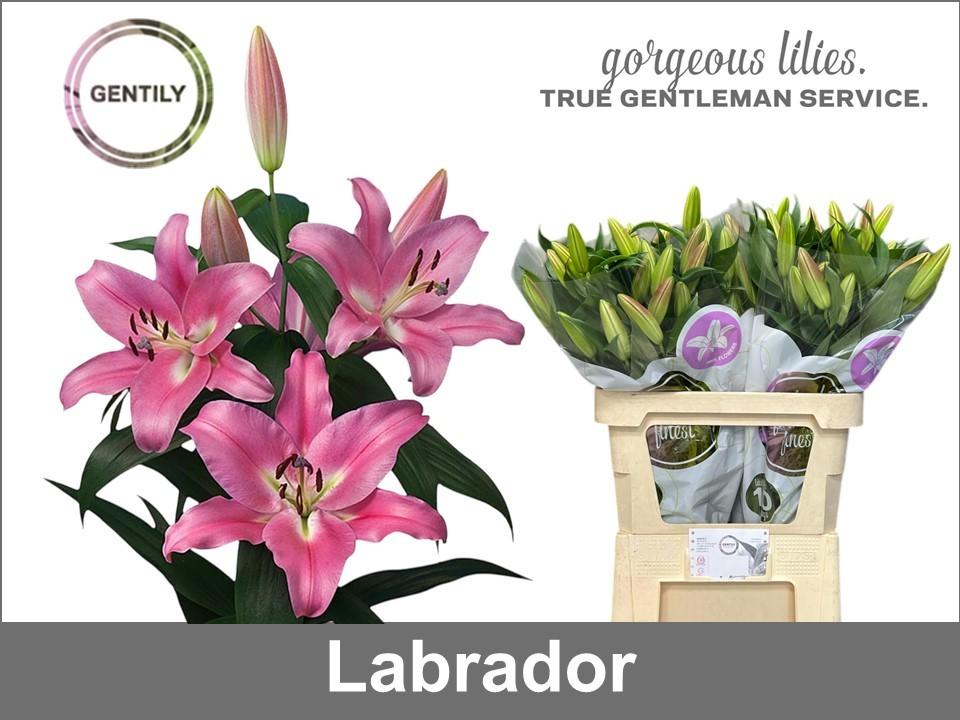 Срезанные цветы оптом Lilium or labrador от 40шт из Голландии с доставкой по России