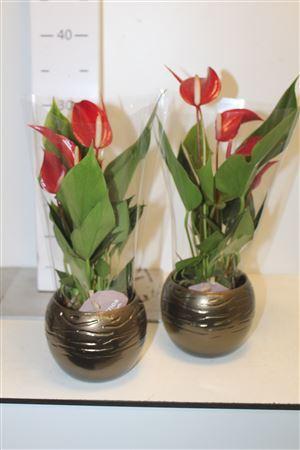 Горшечные цветы и растения оптом Anthu ** Banderola Roja 3+ Bolpotten ** от 6шт из Голландии с доставкой по России