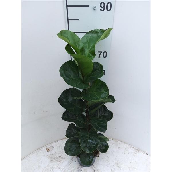 Горшечные цветы и растения оптом Ficus Lyrata Bambino 1pp от 6шт из Голландии с доставкой по России