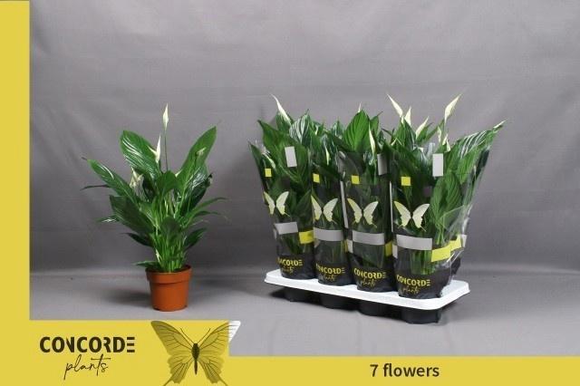 Горшечные цветы и растения оптом Spath Pico Cupido от 8шт из Голландии с доставкой по России