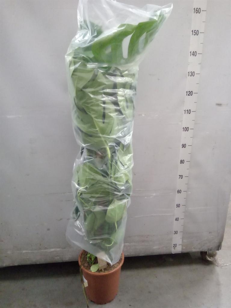 Горшечные цветы и растения оптом Monstera Delic. от 1шт из Голландии с доставкой по России