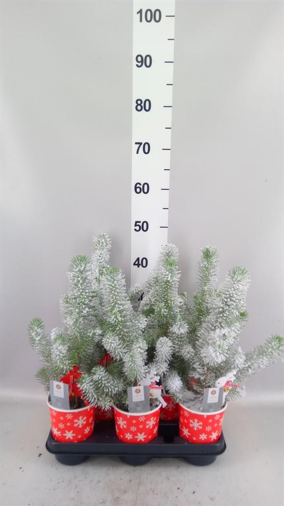 Горшечные цветы и растения оптом Pinus Pinea silver Crest от 8шт из Голландии с доставкой по России