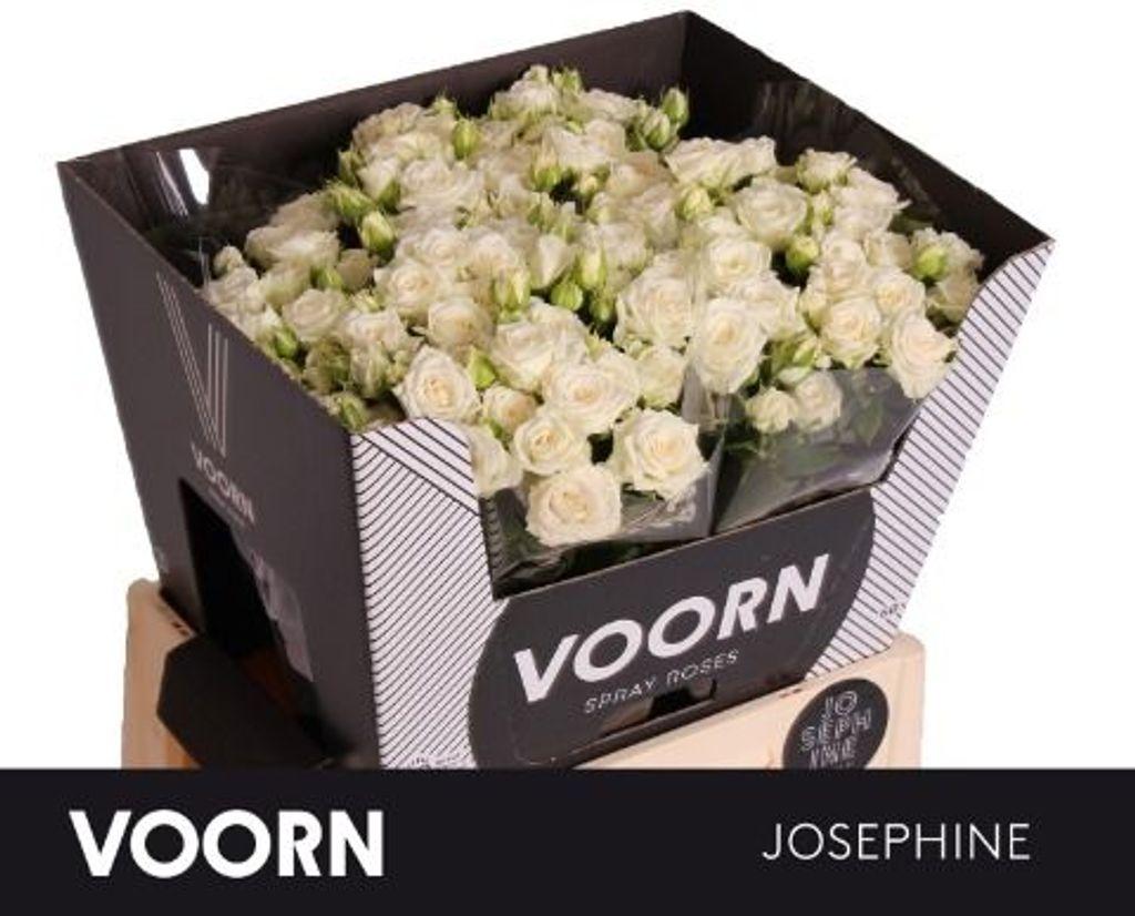 Срезанные цветы оптом Rosa spray josephine от 40шт. из Голландии с доставкой по России