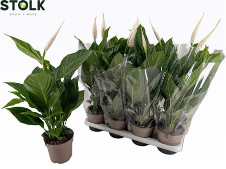 Горшечные цветы и растения оптом Spath Sweet Silvio 2+ от 8шт из Голландии с доставкой по России