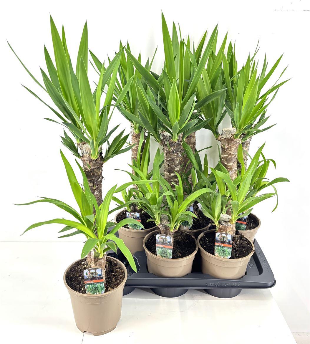 Горшечные цветы и растения оптом Yucca 45-20 2+ от 6шт из Голландии с доставкой по России