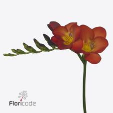 Срезанные цветы оптом Freesia si fireball от 100шт из Голландии с доставкой по России