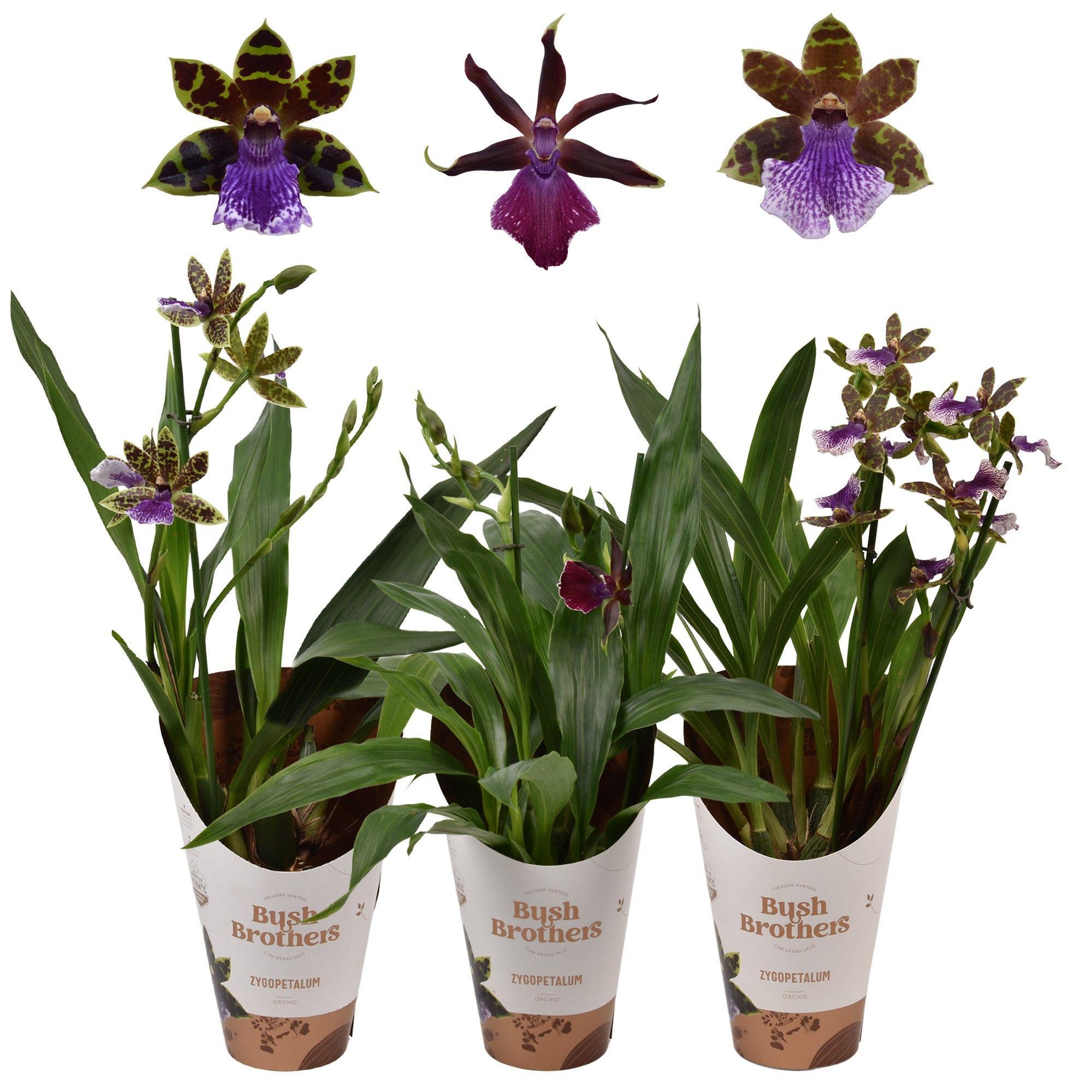 Горшечные цветы и растения оптом Zygopetalum 2st Mix от 10шт из Голландии с доставкой по России