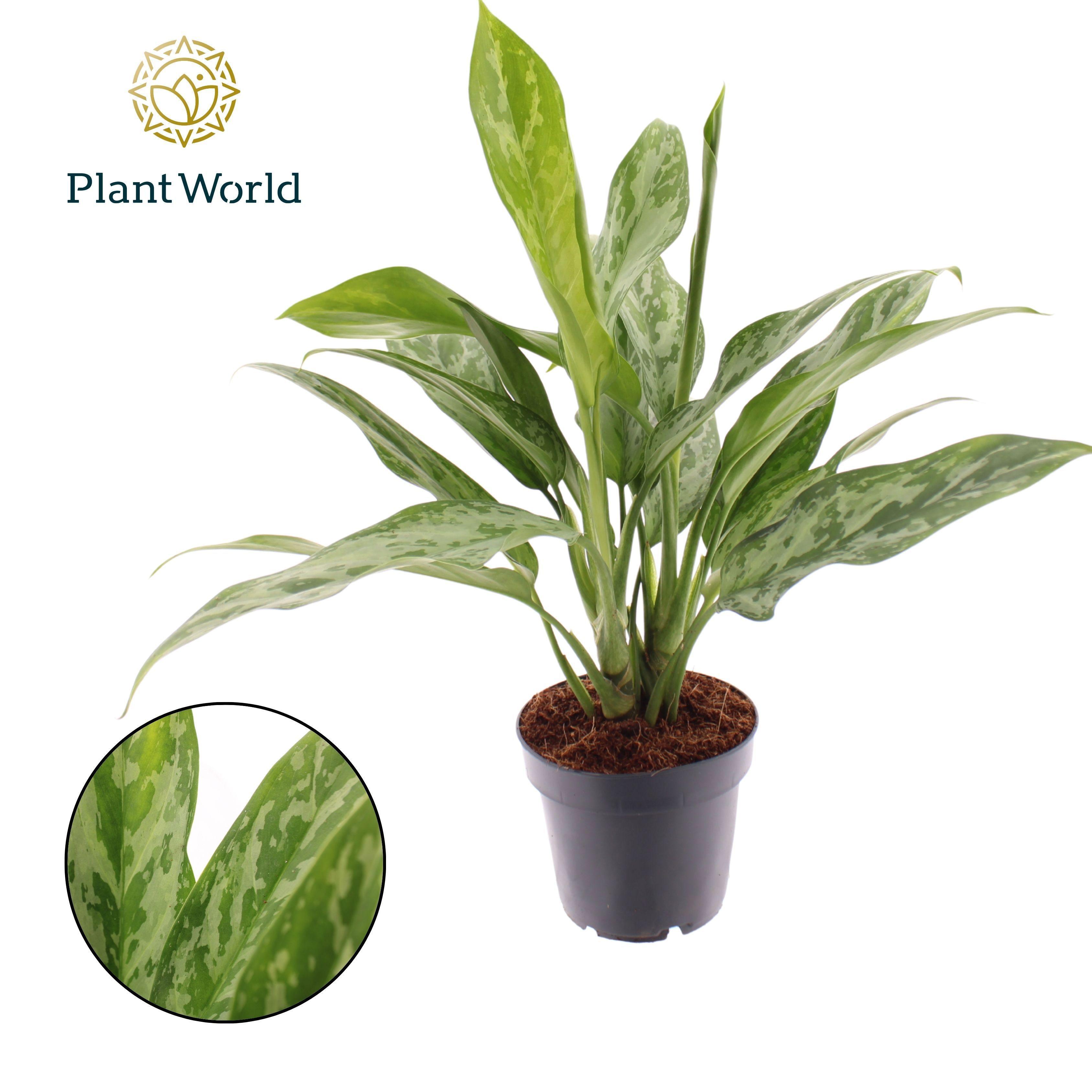 Горшечные цветы и растения оптом Aglaonema Green Lady от 10шт из Голландии с доставкой по России
