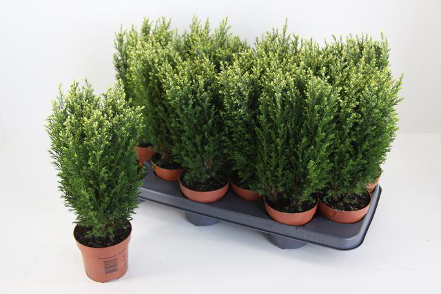 Горшечные цветы и растения оптом Cham L Snow White от 12шт из Голландии с доставкой по России