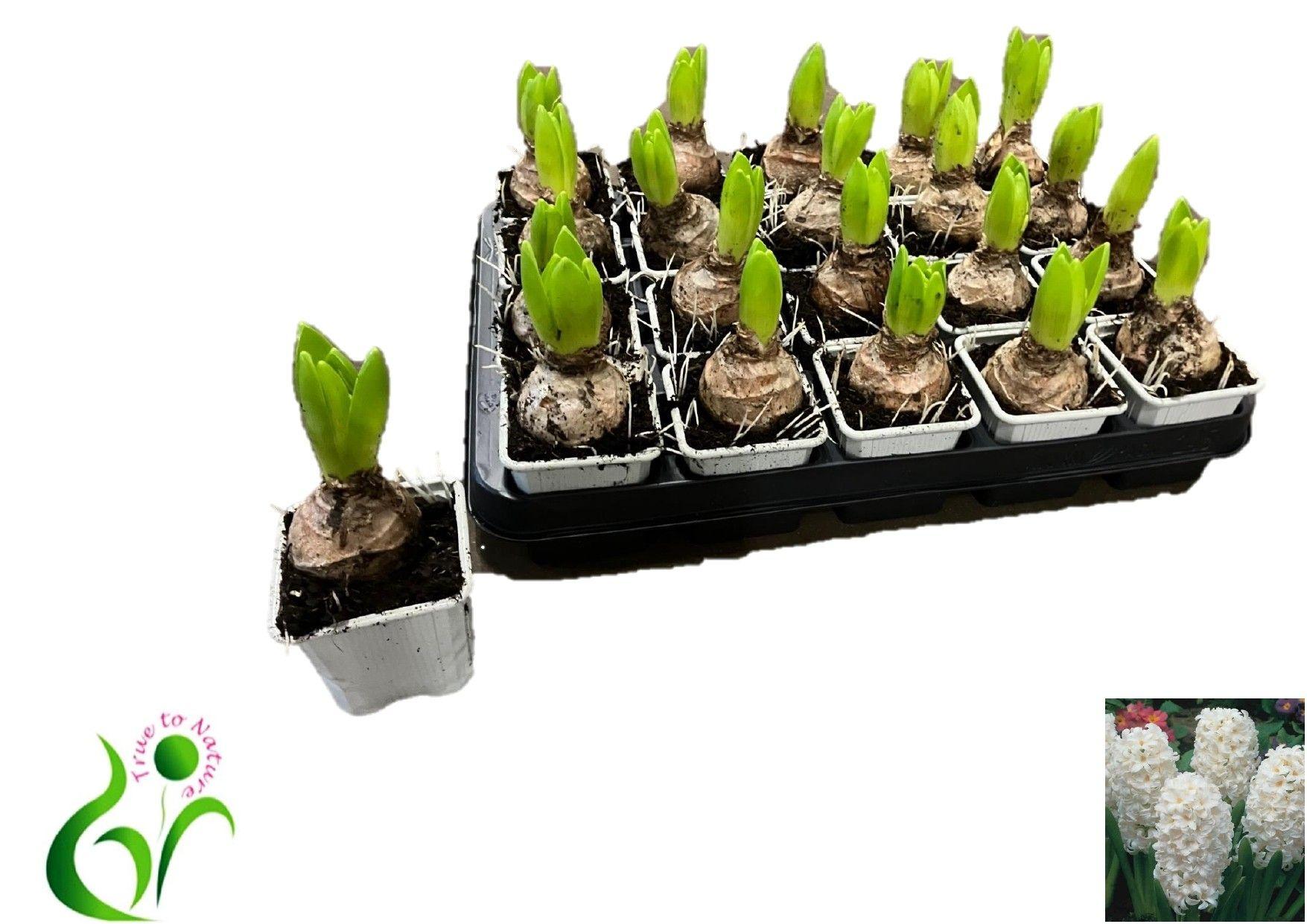 Горшечные цветы и растения оптом Hyacin White Pearl от 20шт (для телеги) из Голландии с доставкой по России