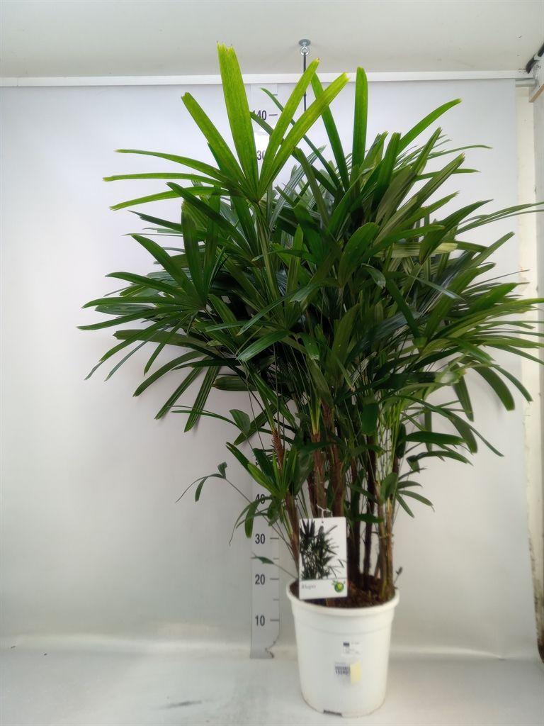 Горшечные цветы и растения оптом Rhapis Excelsa от 1шт из Голландии с доставкой по России