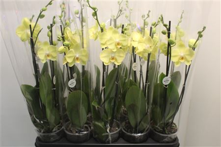 Горшечные цветы и растения оптом Phal An Savona 2 Branches 14+ от 10шт из Голландии с доставкой по России