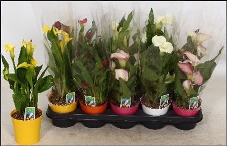 Горшечные цветы и растения оптом Zant Gem 4 + In Deco Pot * Spring Deal * от 10шт из Голландии с доставкой по России