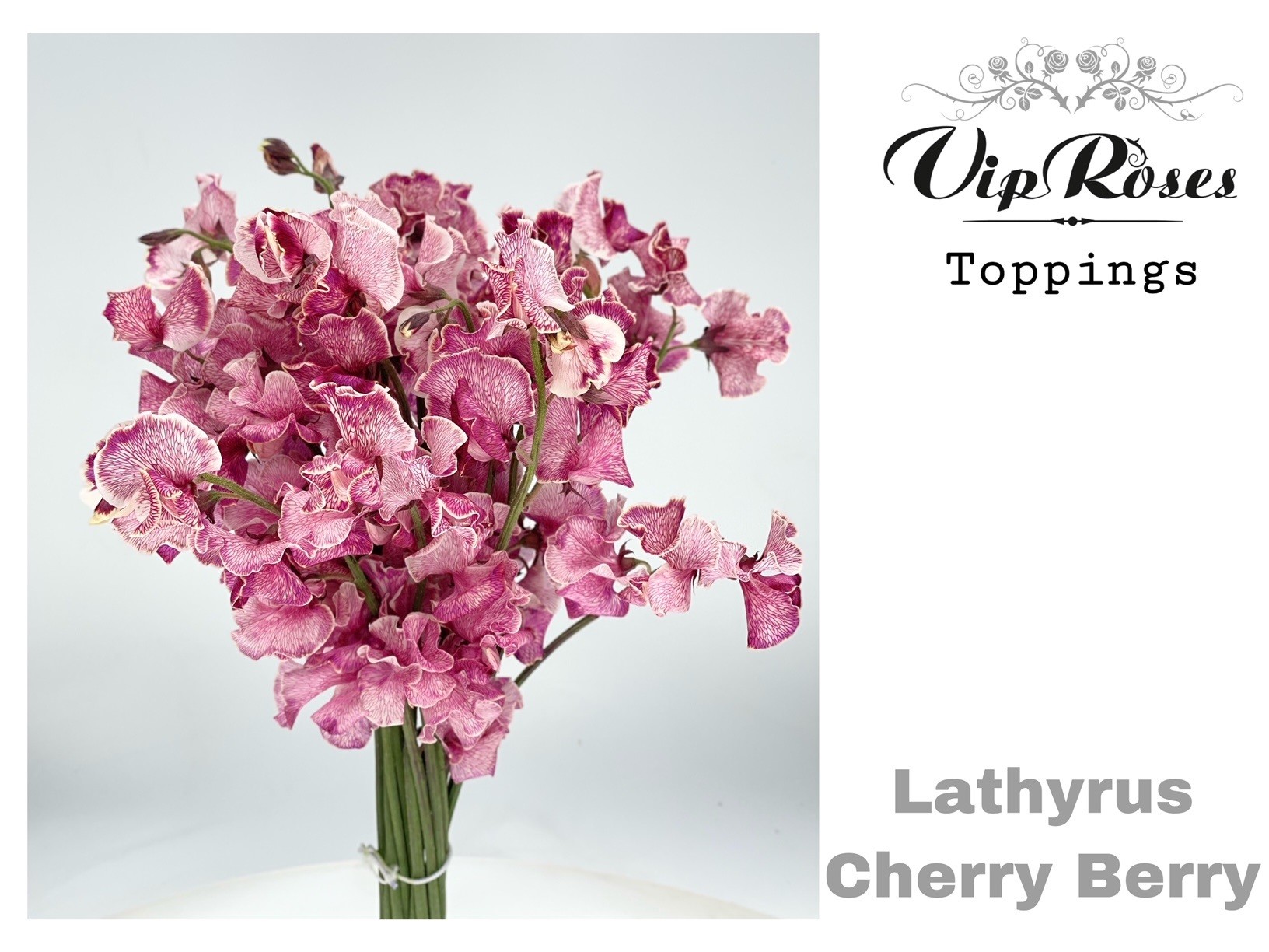 Срезанные цветы оптом Lathyrus paint cherry berry от 50шт из Голландии с доставкой по России
