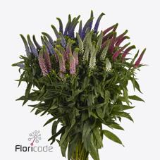 Срезанные цветы оптом Veronica mix in bucket от 150шт. из Голландии с доставкой по России