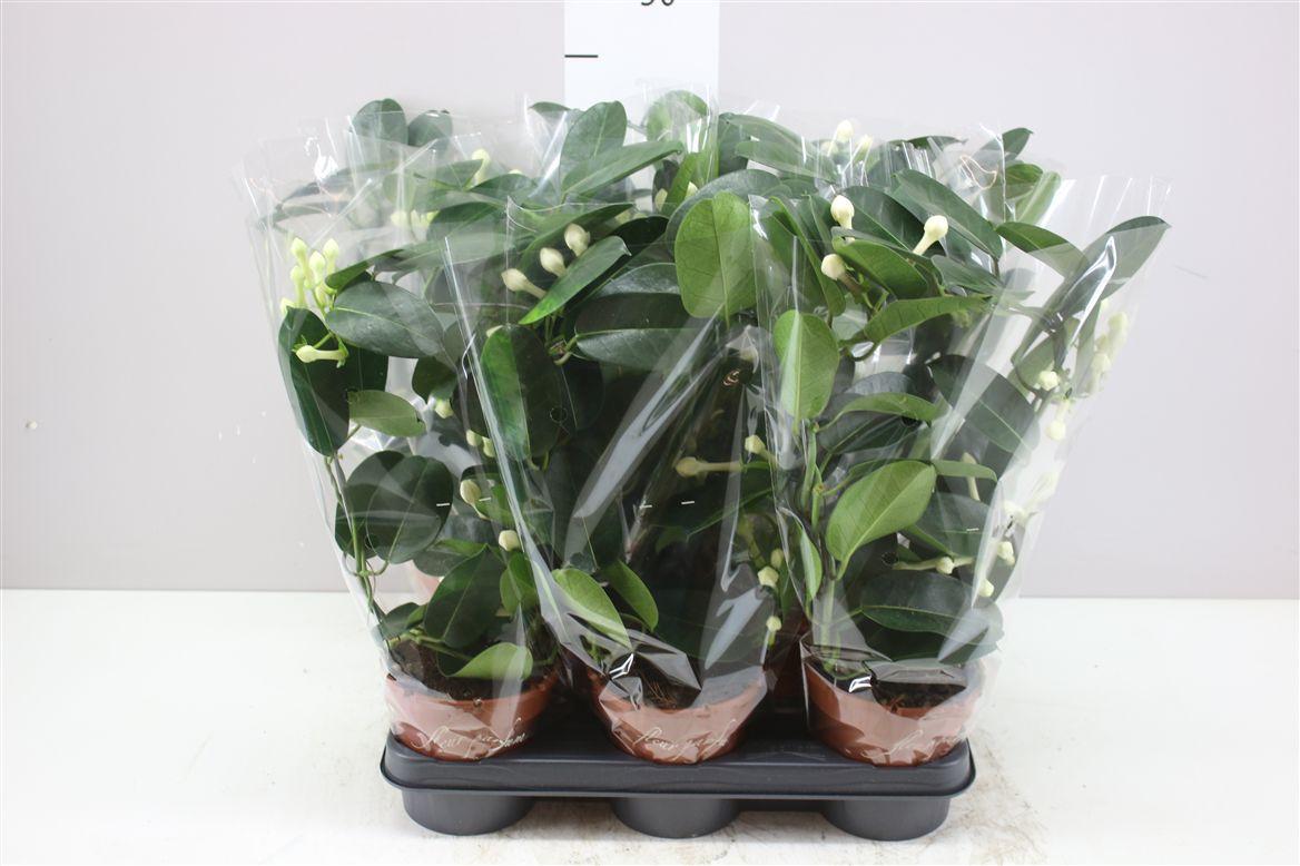 Горшечные цветы и растения оптом Stephanotis Fleur Parfum 2-3 от 8шт из Голландии с доставкой по России